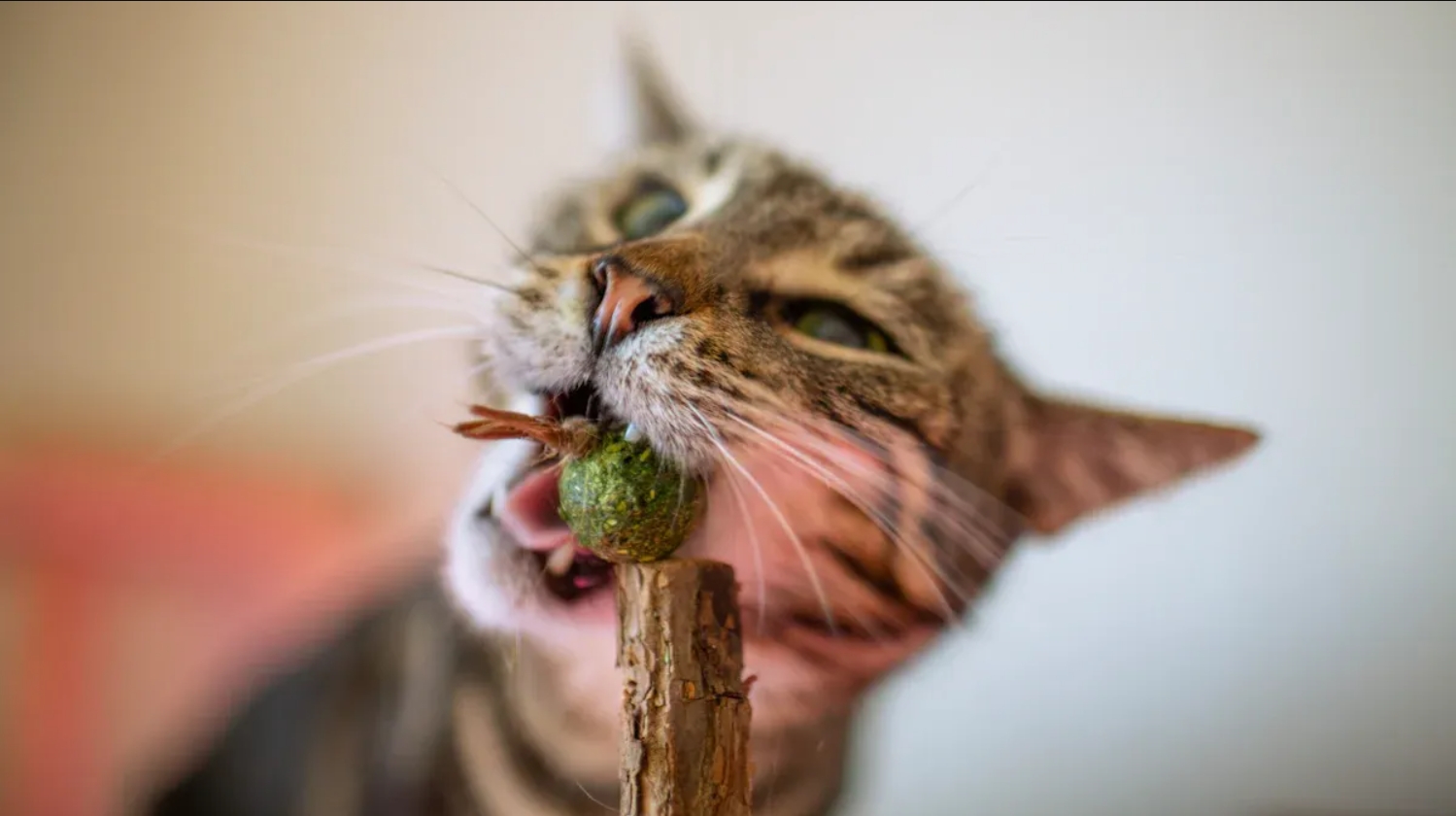Are Catnip Toys Safe for Kittens? Unveiling The Truth