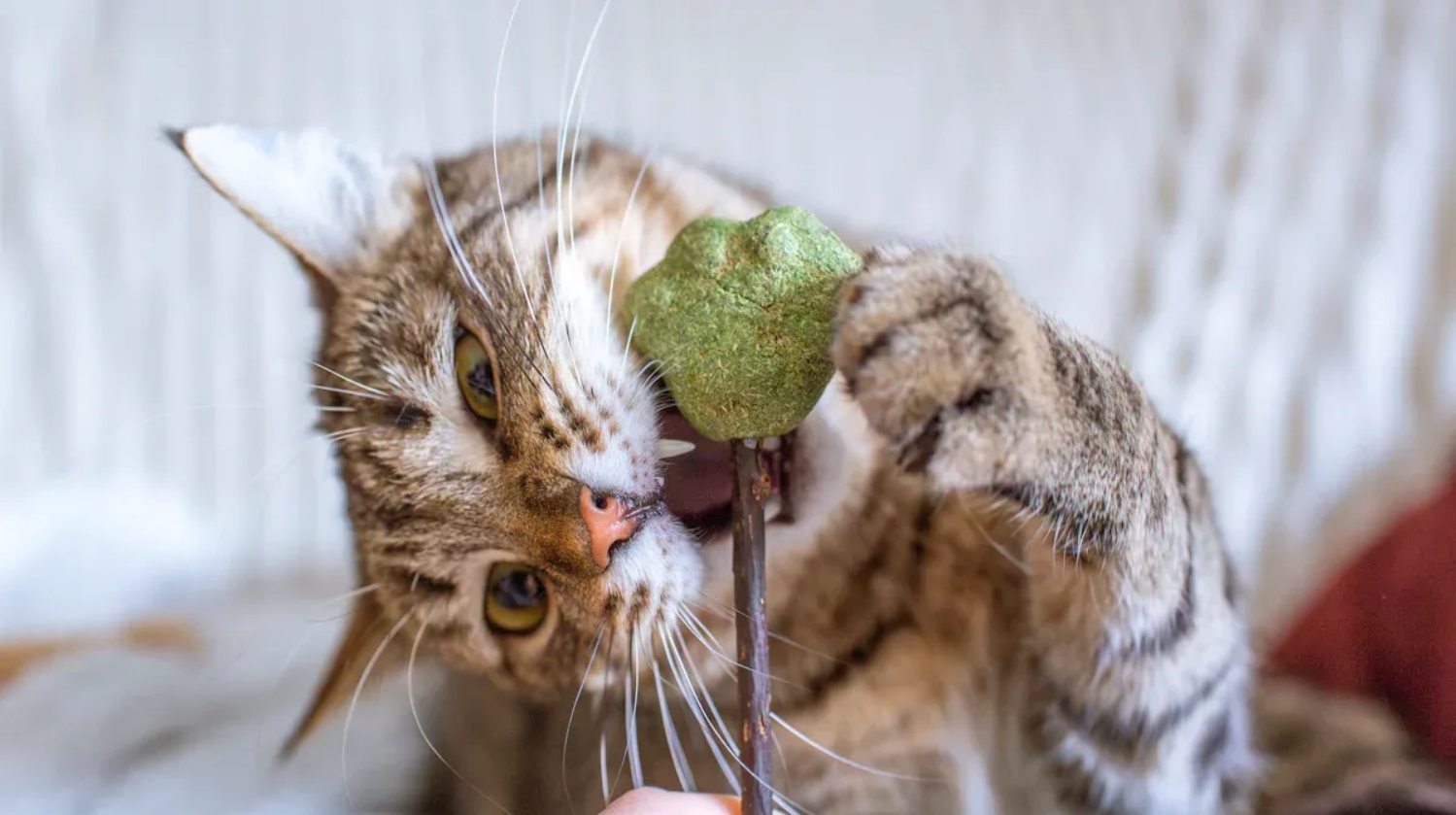 Are Those Condensed Catnip Balls Safe for Cats Indefinitely?